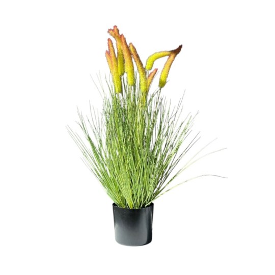 Декоративная трава Miss Decor 68 см в горшке (B0063R/DRG5/BG5) (D-6748)