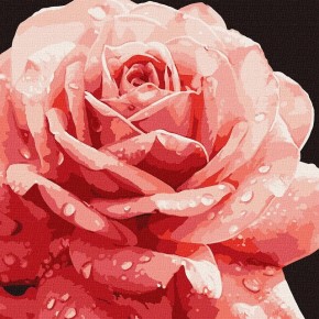 Картина за номерами Досконала троянда 40х40 см КНО3236