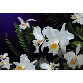 Фотообои "Дикая орхидея" 194 * 268см (16 л.)