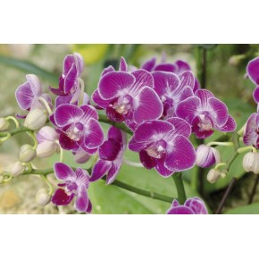 Фотообои 18_13349 Фиолетовая орхидея ширина 180 см, высота 150 см