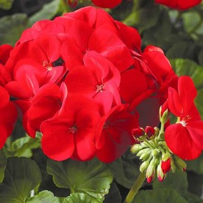 Насіння Пеларгонія садова червона Професійне насіння 10 штук