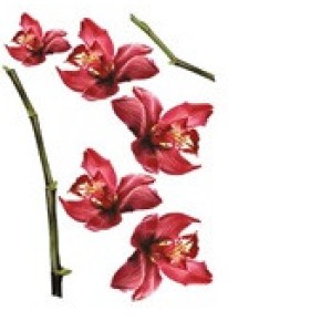 Наклейка декоративна №2 (Орхідеї)
