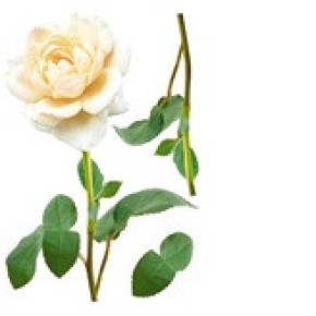Наклейка декоративная №10 (Белая роза)