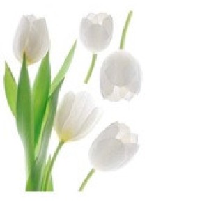 Наклейка декоративная №23 (Белые тюльпаны)