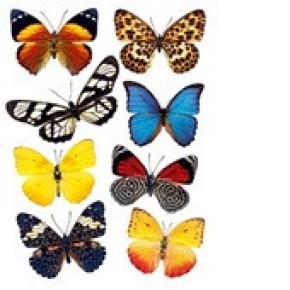 Наклейка декоративна №24 (Метелики)
