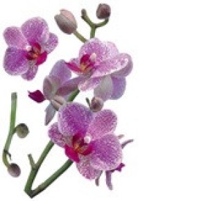 Наклейка декоративная №33 (Орхидея)