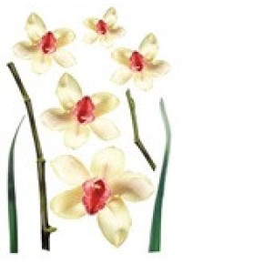 Наклейка декоративная №15 (Белые орхидеи)